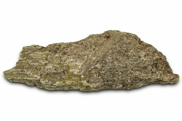 Dinosaur (Triceratops) Frill Shield Section - Montana #348099